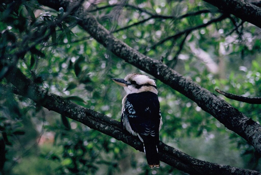 Martin-chasseur géant - ML644583082