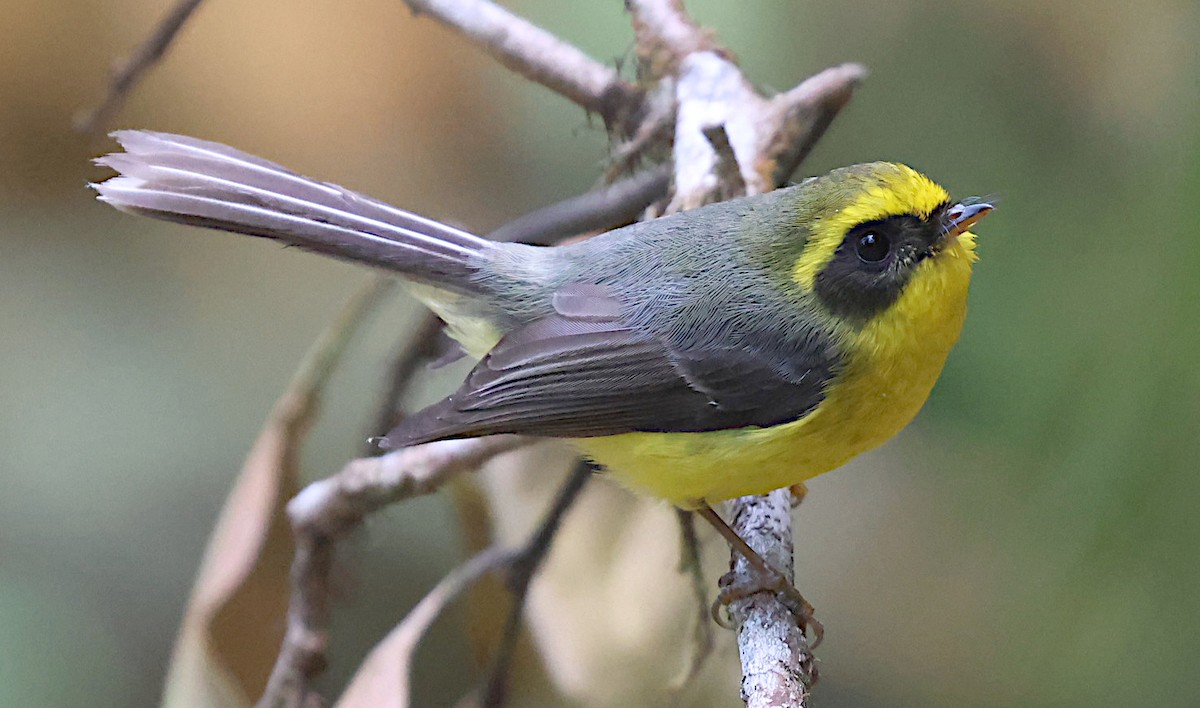 Yellow-bellied Fairy-Fantail - ML644583092