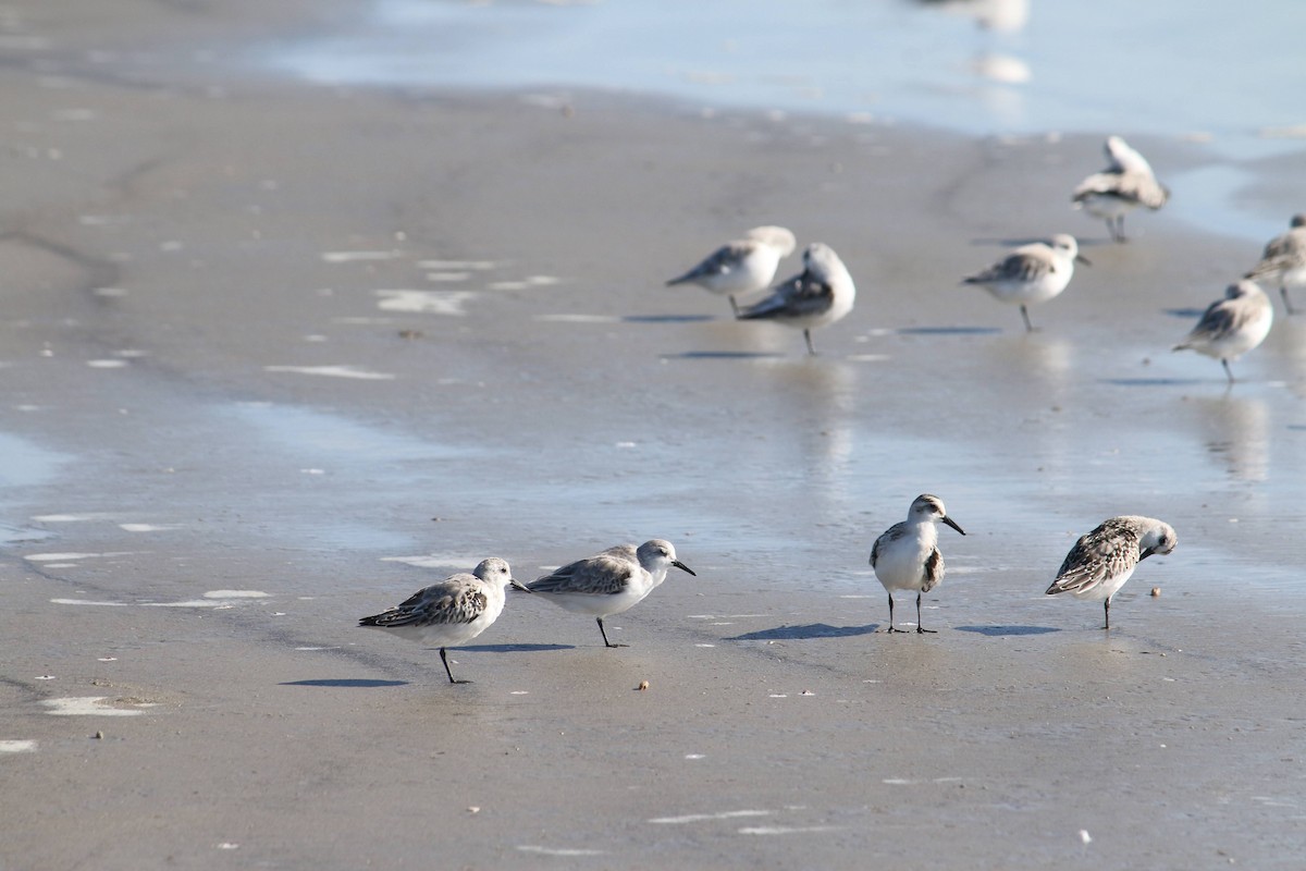 Sanderling - ML644583096