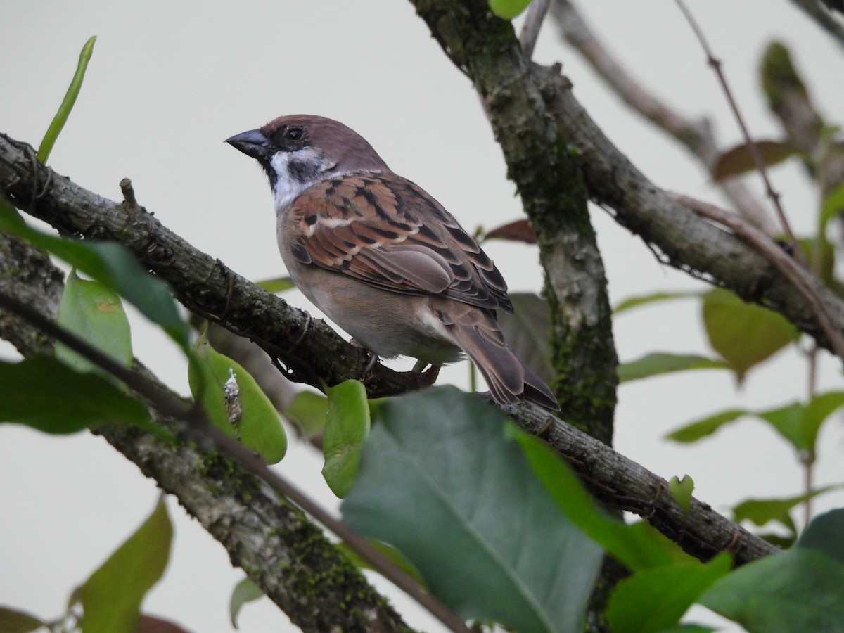 Ağaç Serçesi - ML644583101