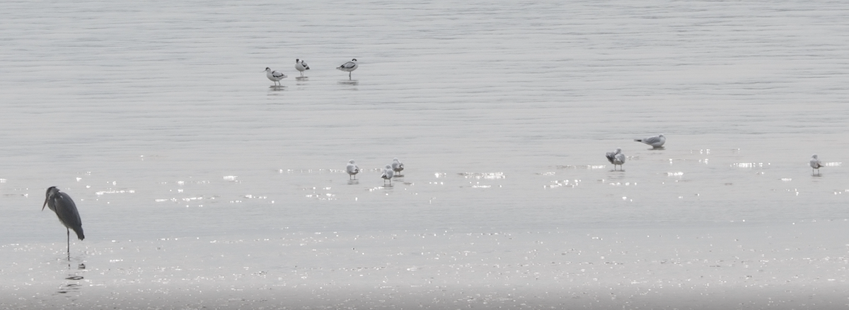 Black-headed Gull - ML644583110