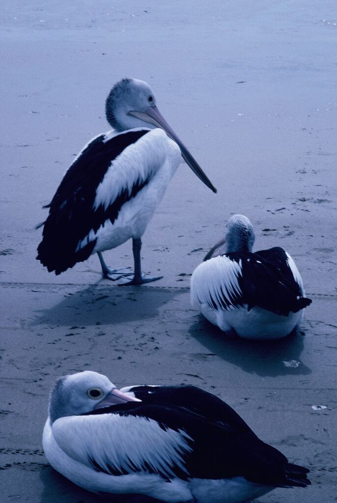 Pélican à lunettes - ML644583122