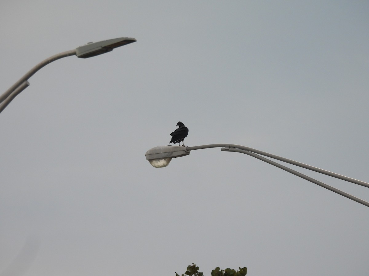 Urubu noir - ML644583124