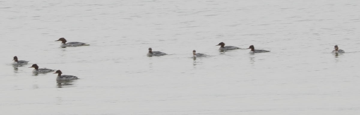 Common Merganser - ML644583126