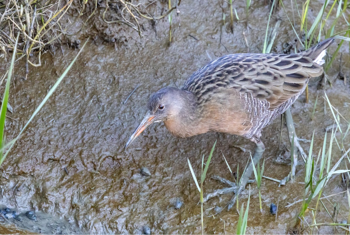 Ridgwayralle (obsoletus) - ML644583130