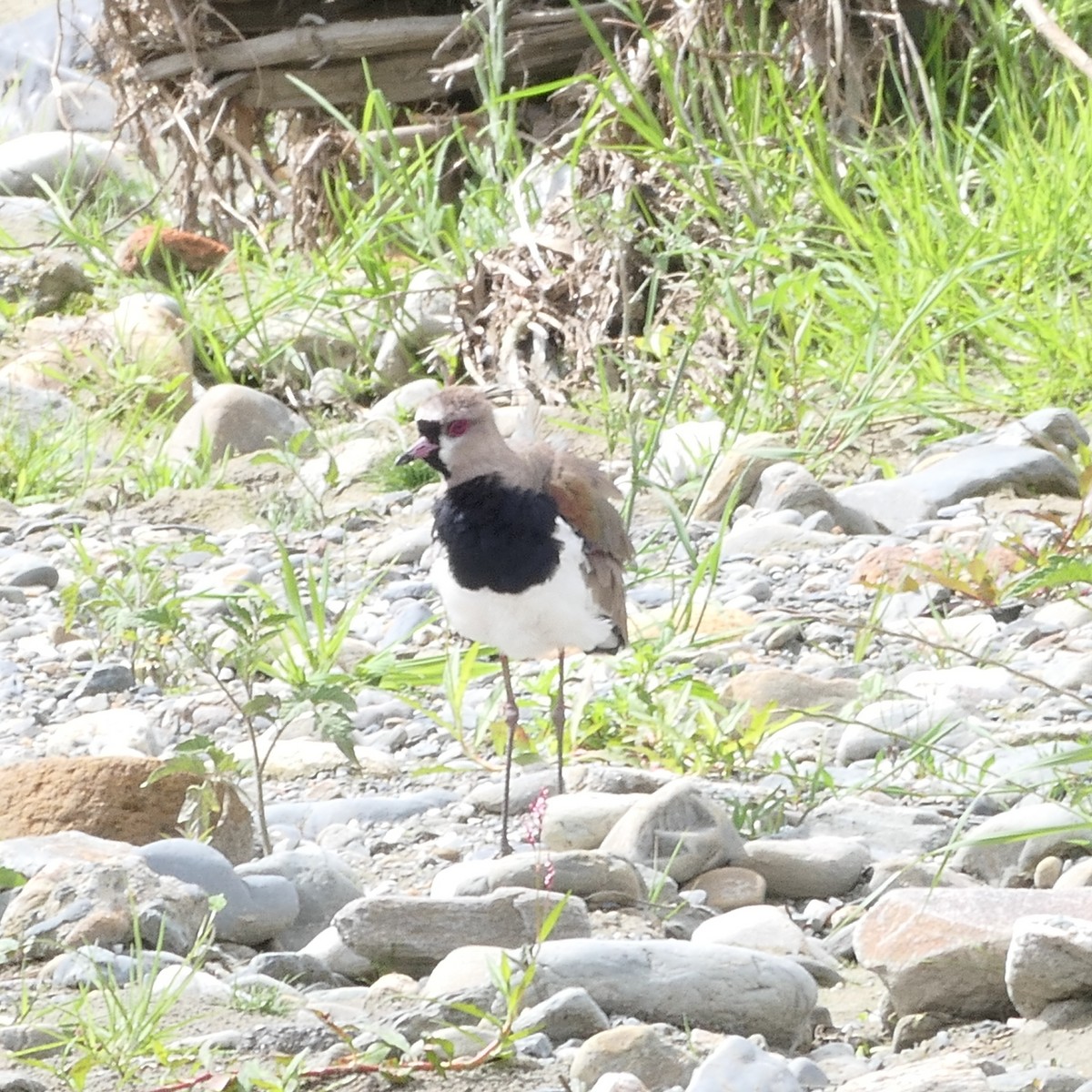 Southern Lapwing - ML644583133