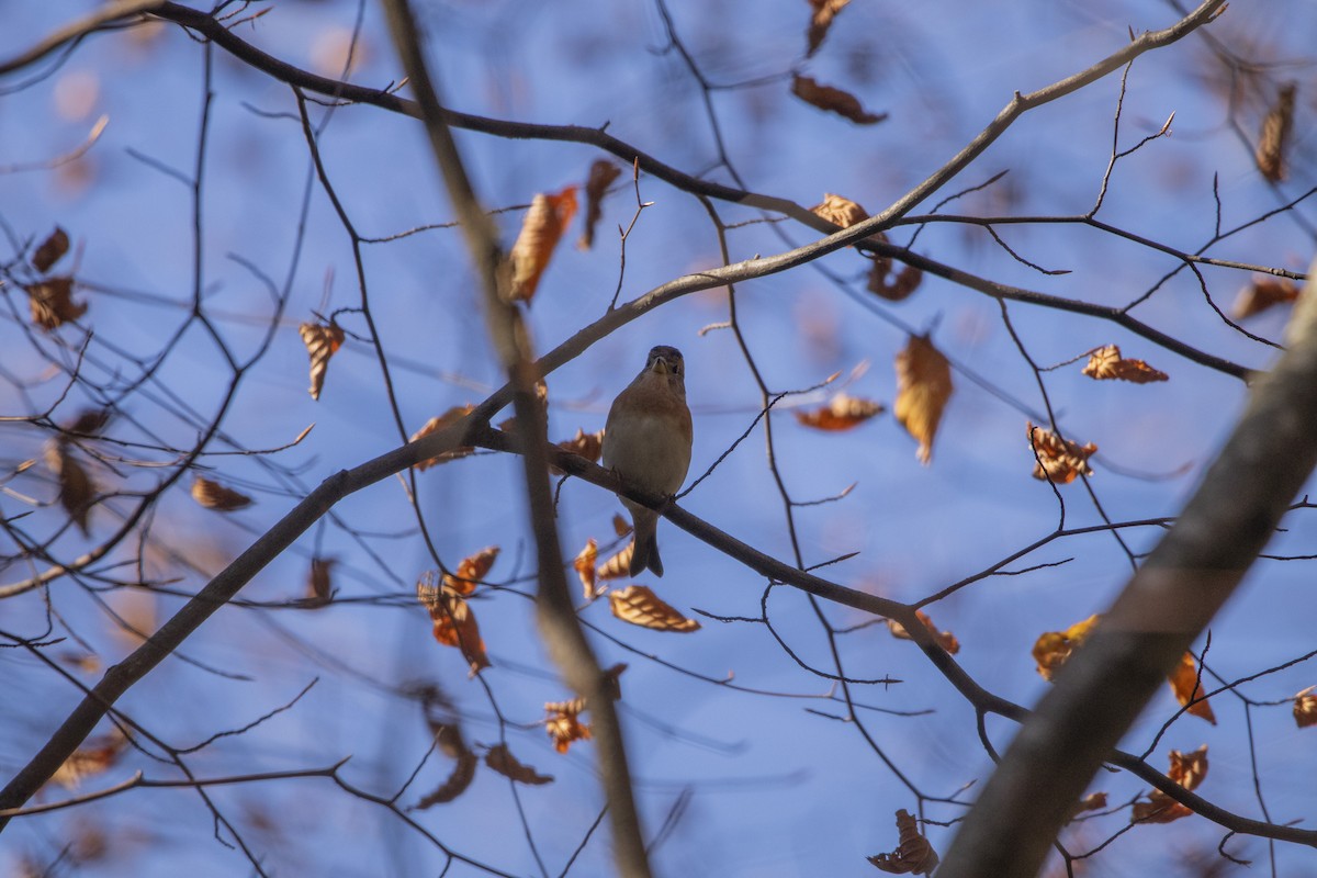 bjørkefink - ML644583134