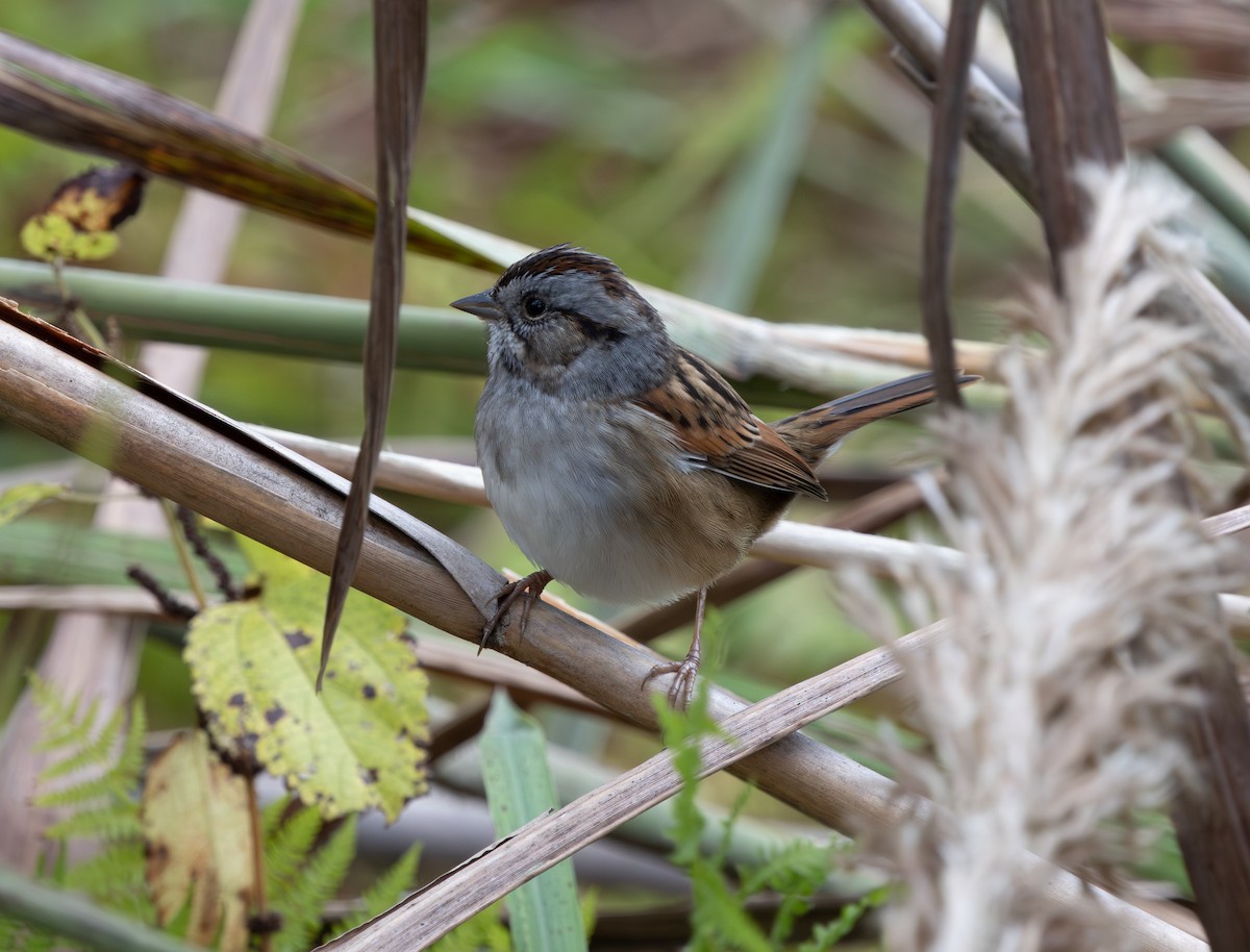 Болотная зонотрихия - ML644583135