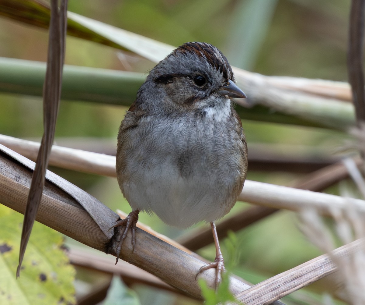 Болотная зонотрихия - ML644583136