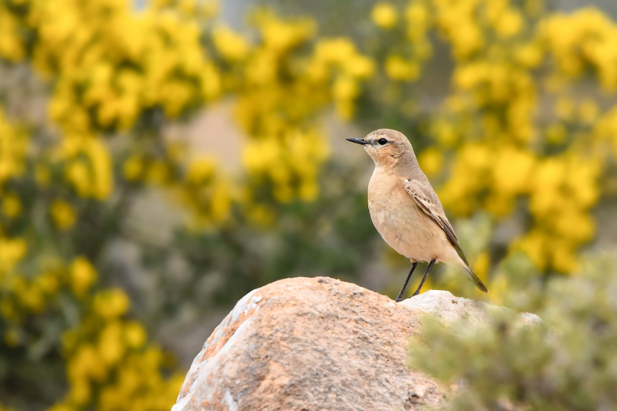 Isabellsteinschmätzer - ML644583155