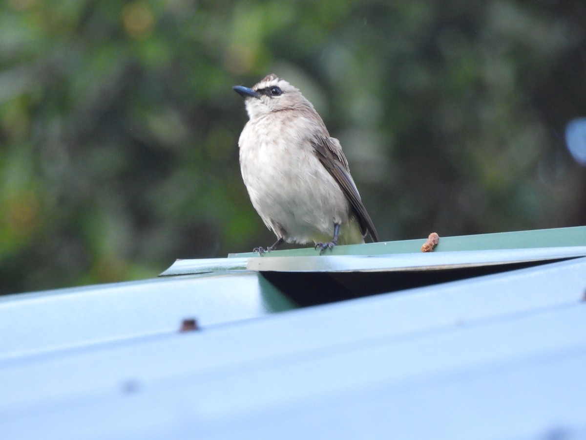 Yellow-vented Bulbul (Sunda) - ML644583156