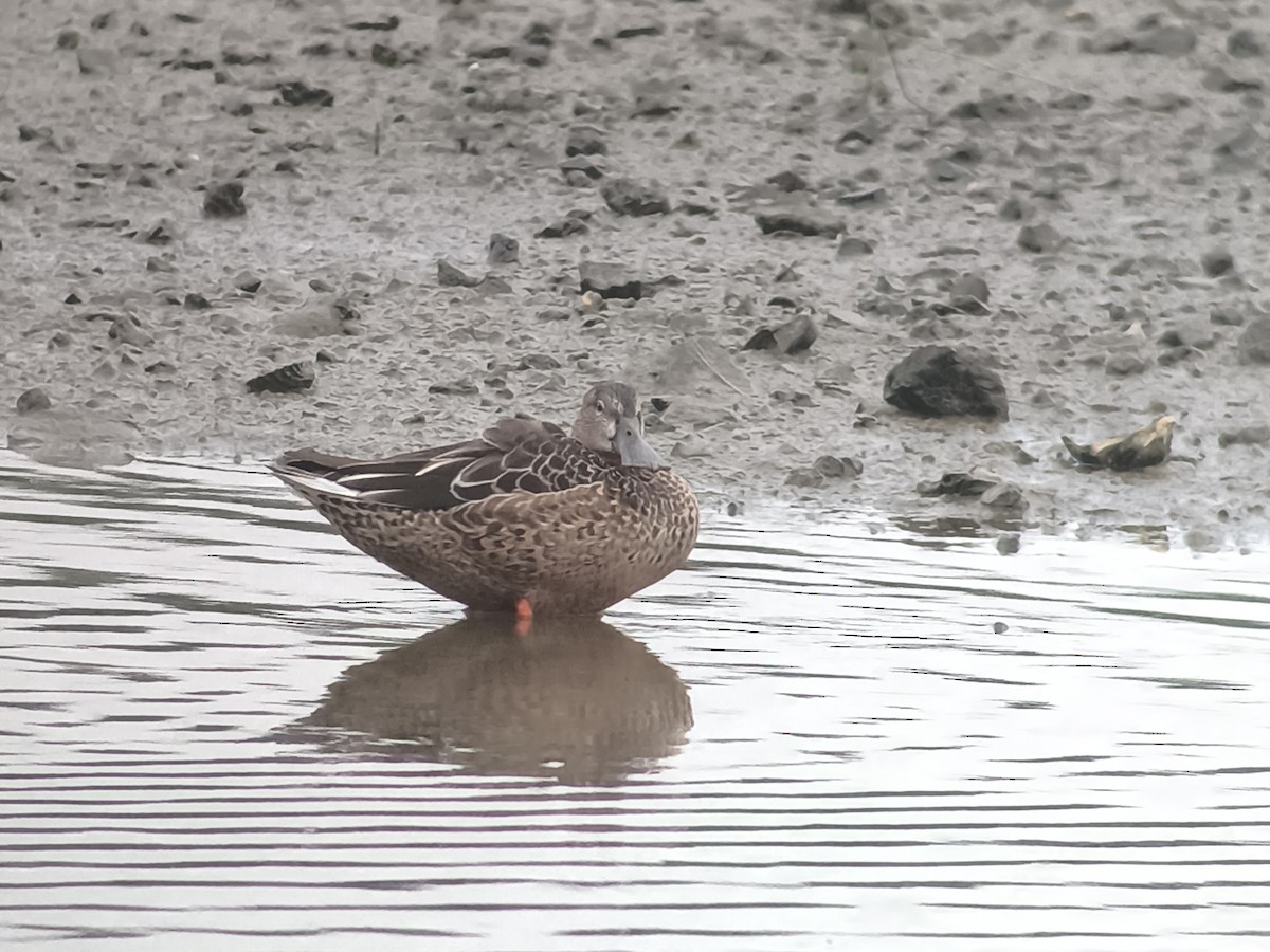 Northern Shoveler - ML644583157