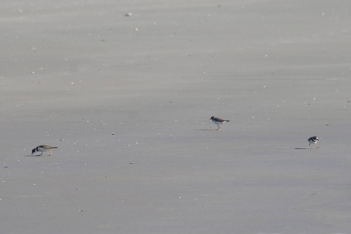 Semipalmated Plover - ML644583158
