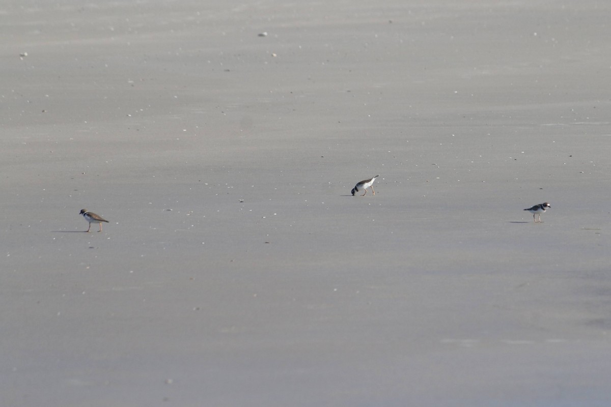 Semipalmated Plover - ML644583159