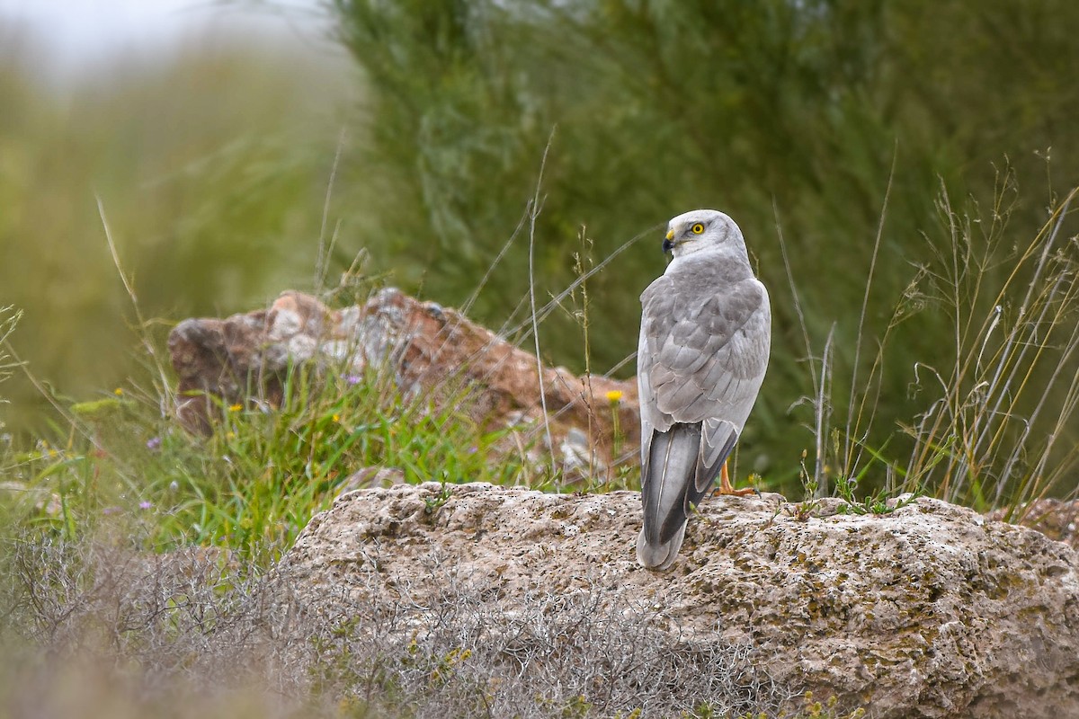 Pallid Harrier - ML644583160