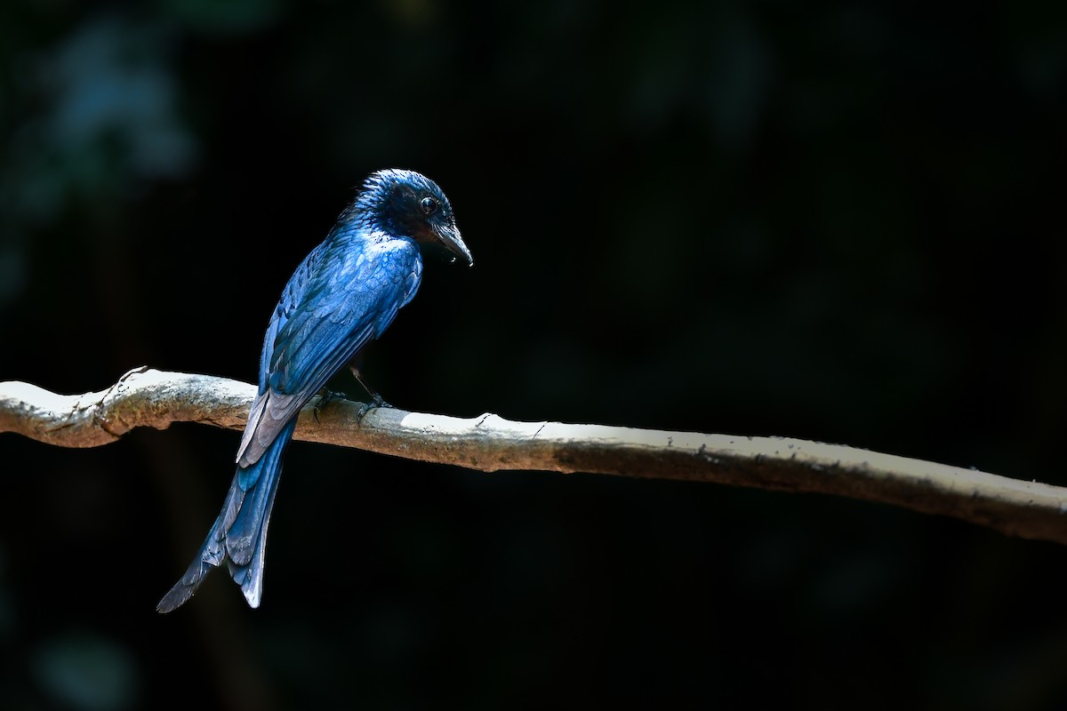 Bronzedrongo - ML644583162