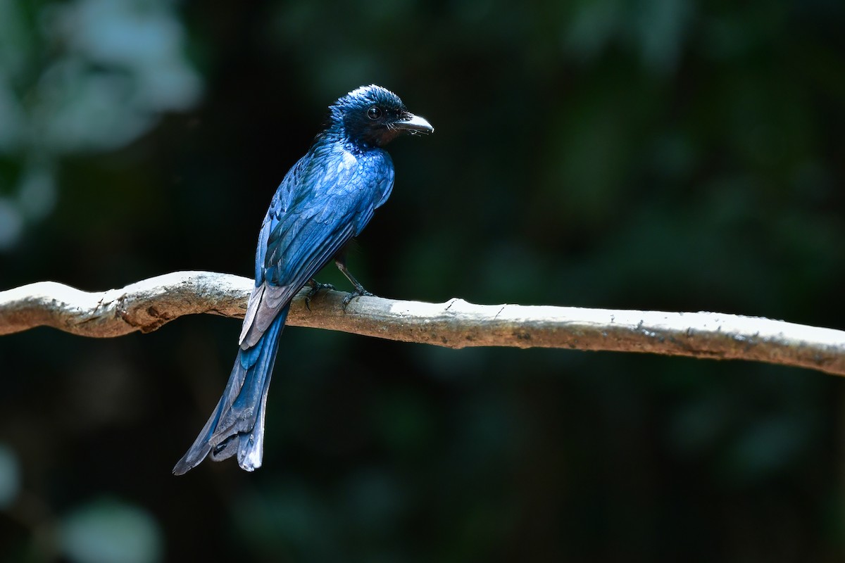 Bronzedrongo - ML644583163