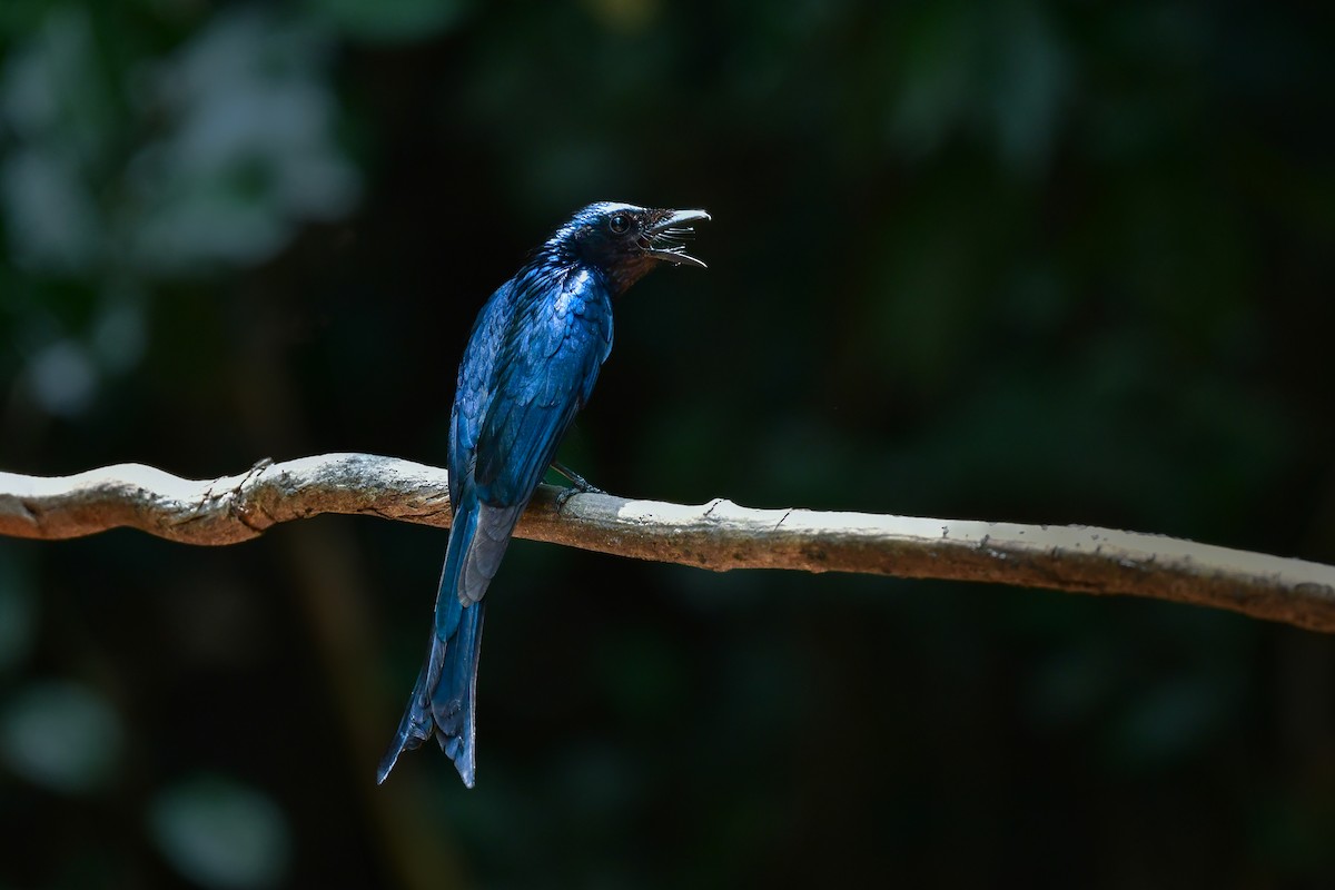 Bronzedrongo - ML644583164