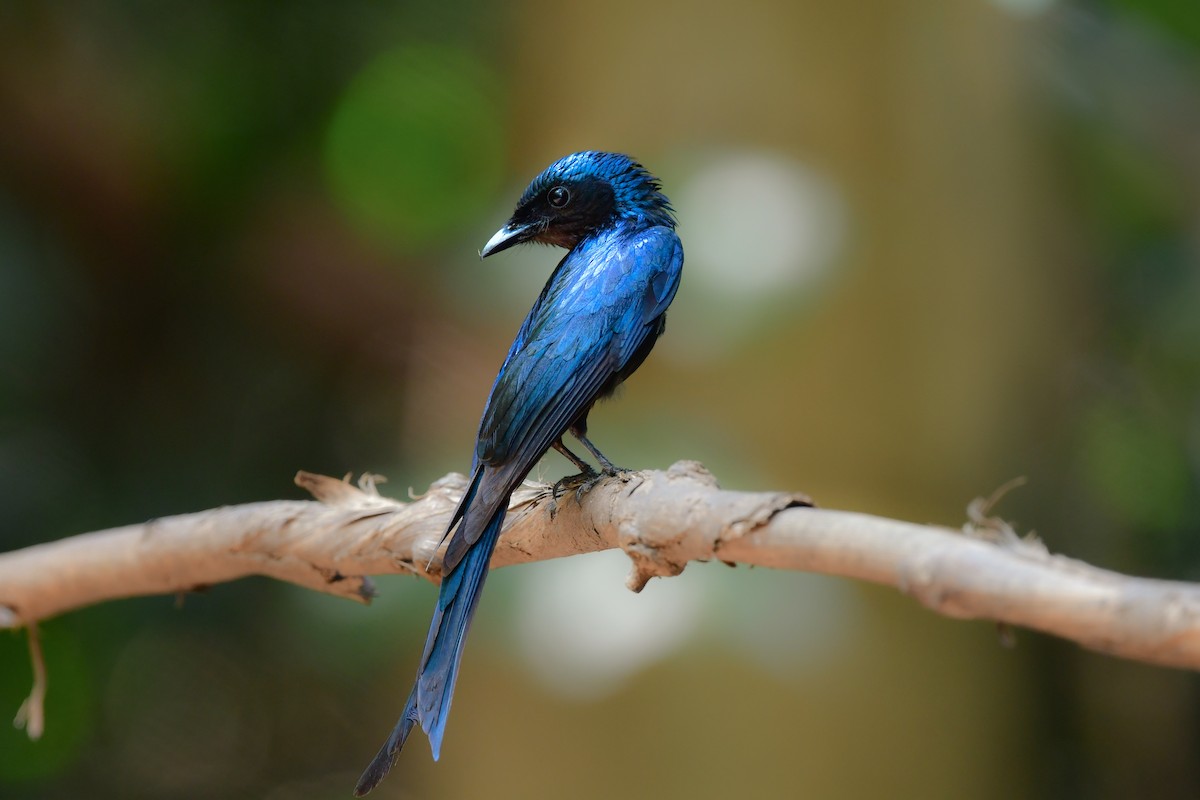 Bronzedrongo - ML644583165