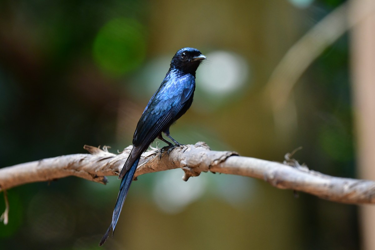 Bronzedrongo - ML644583166