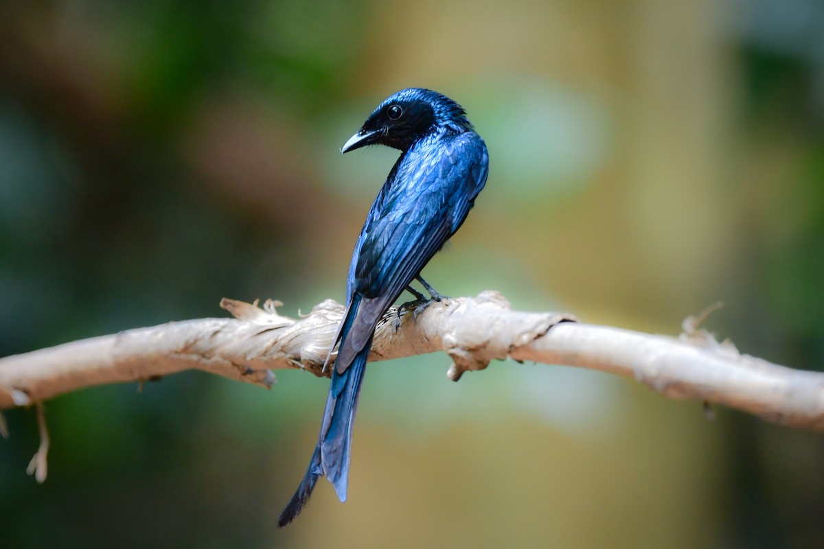 Bronzedrongo - ML644583167