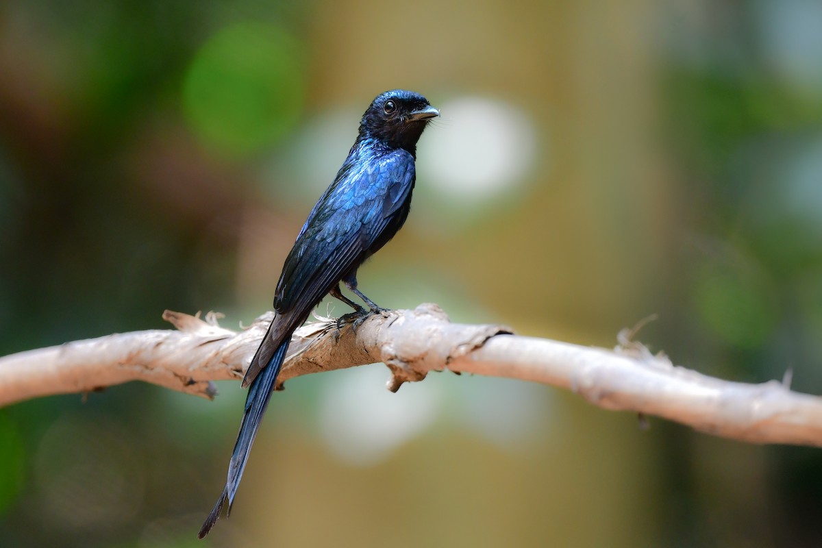 Bronzedrongo - ML644583168