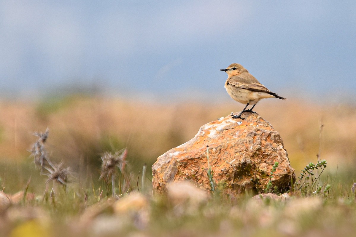 Isabellsteinschmätzer - ML644583183