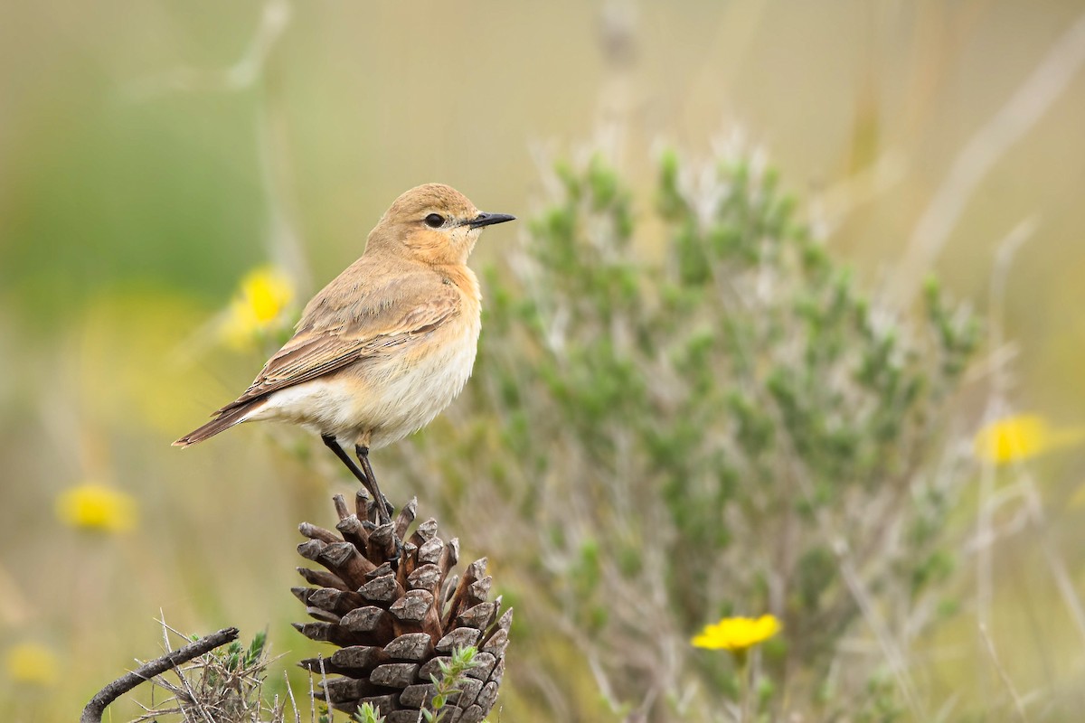 Isabellsteinschmätzer - ML644583186