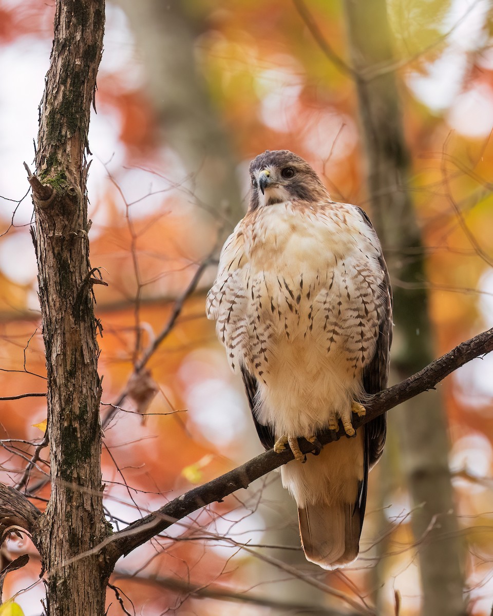 Busardo Colirrojo - ML644583191