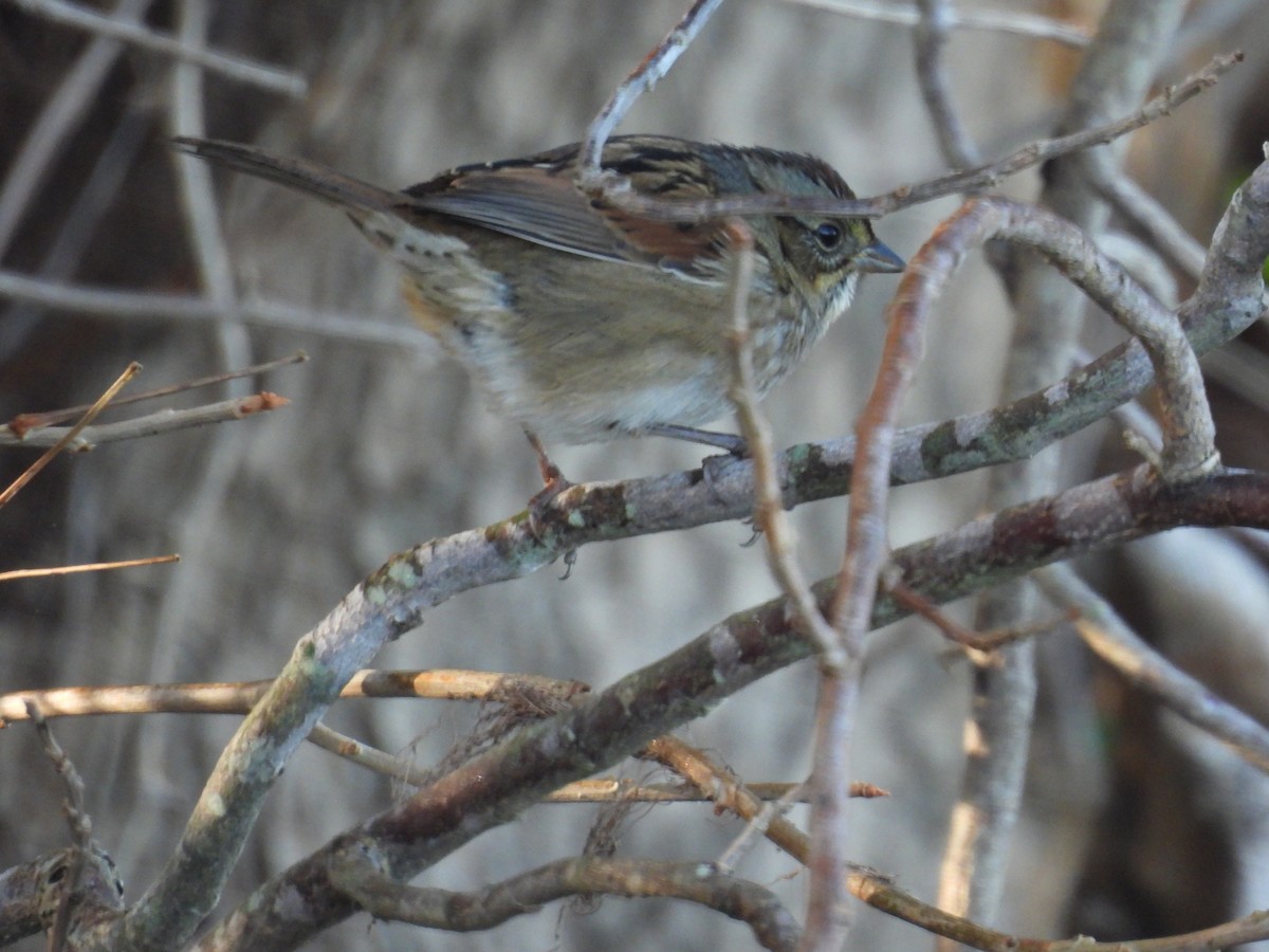Болотная зонотрихия - ML644583192
