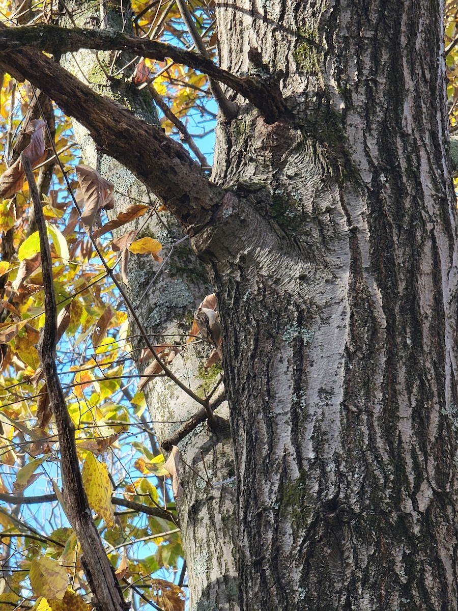 amerikatrekryper - ML644583197