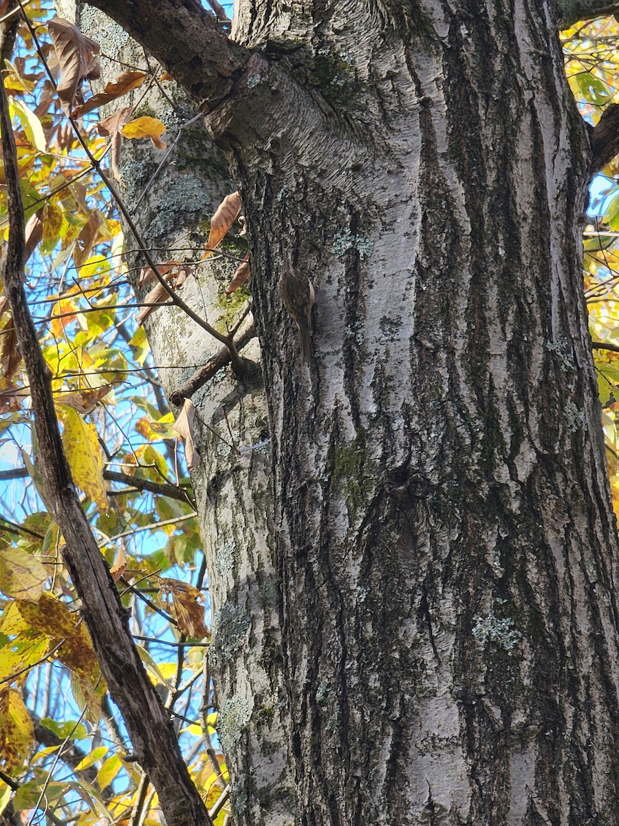 amerikatrekryper - ML644583198