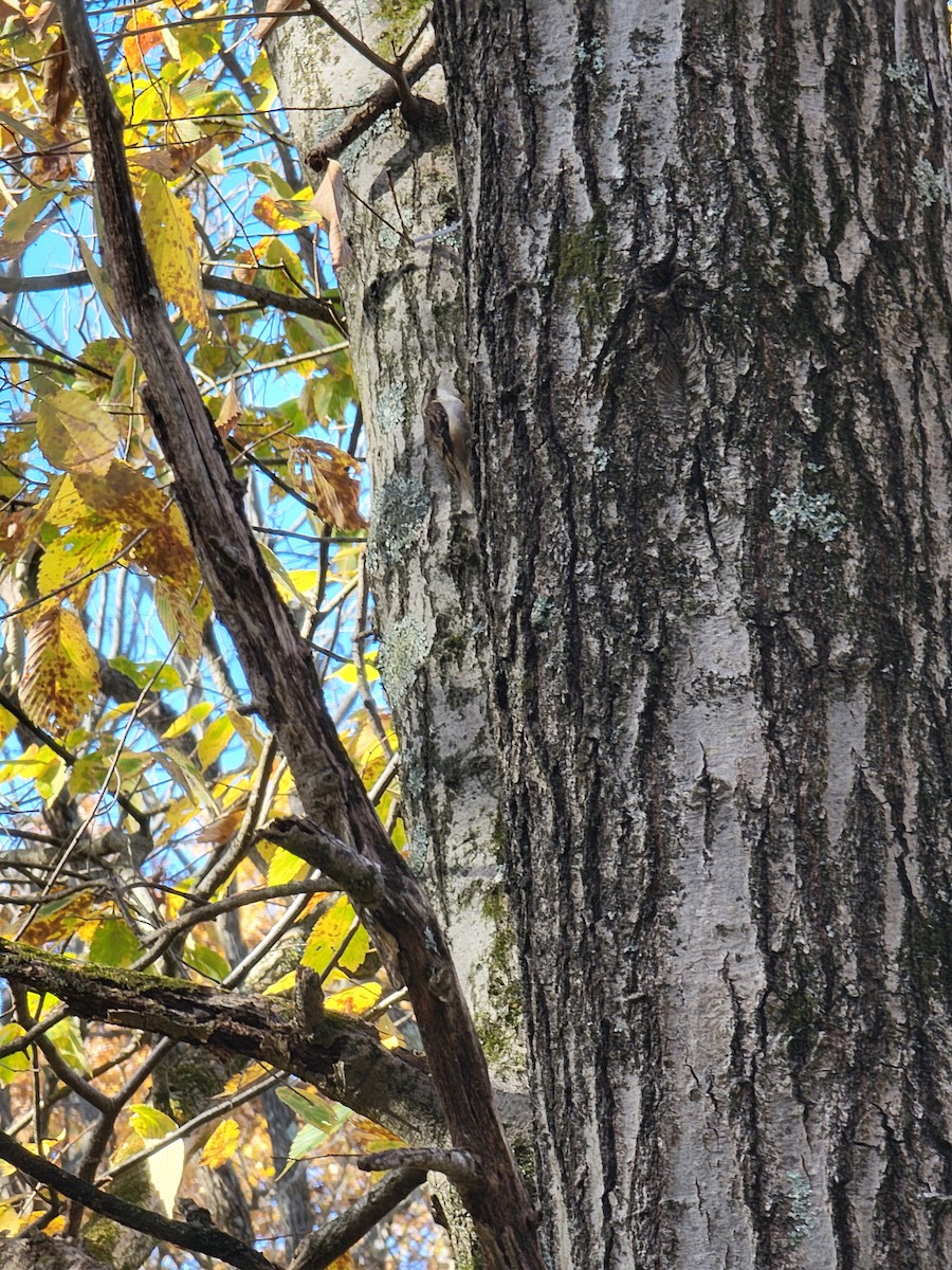 amerikatrekryper - ML644583199