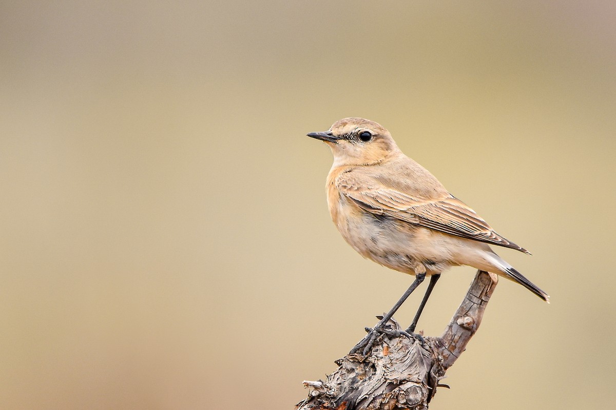 Isabellsteinschmätzer - ML644583200