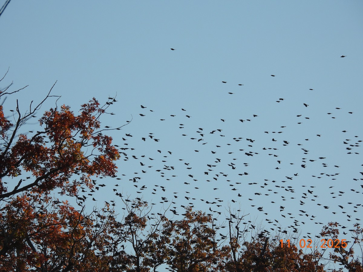 Пурпурный гракл - ML644583201