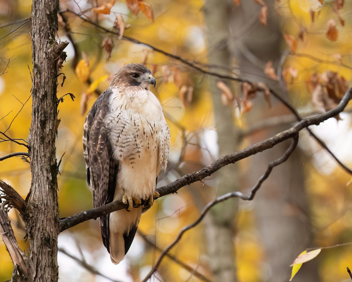 Busardo Colirrojo - ML644583202