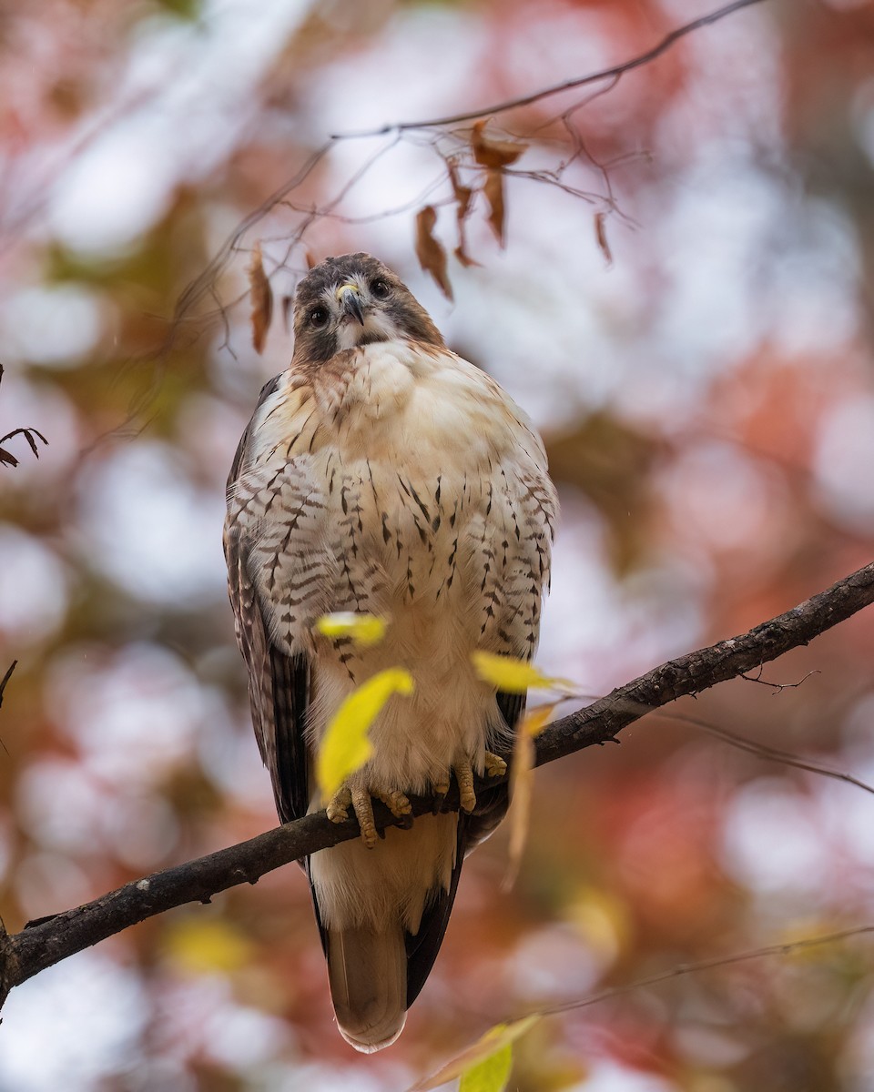 Busardo Colirrojo - ML644583206