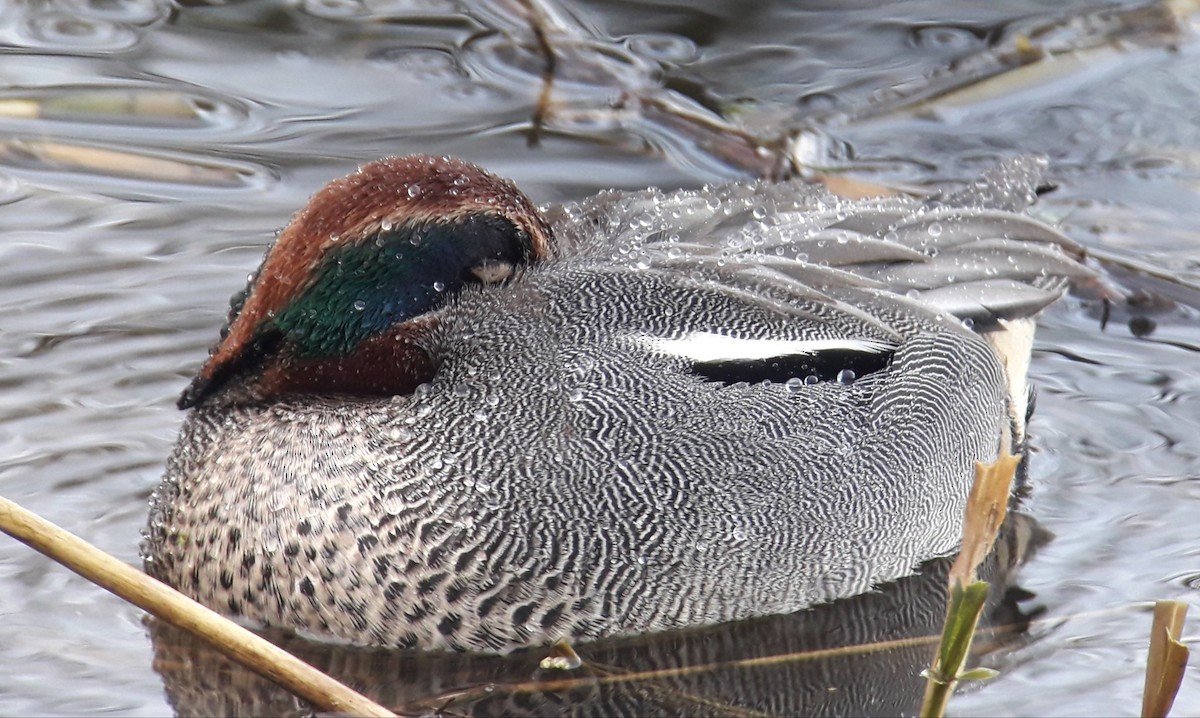 Krickente (crecca) - ML644583210