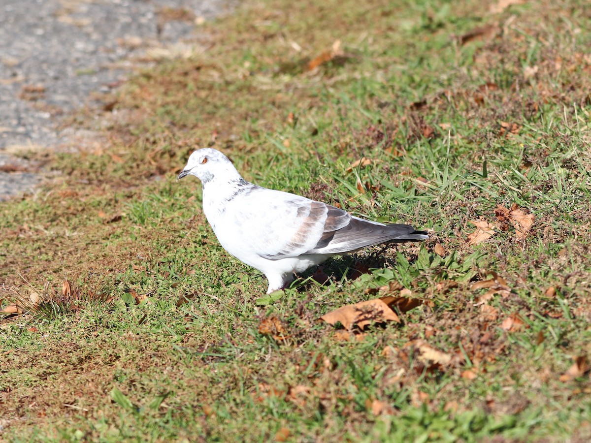 Rock Pigeon (Feral Pigeon) - ML644583212
