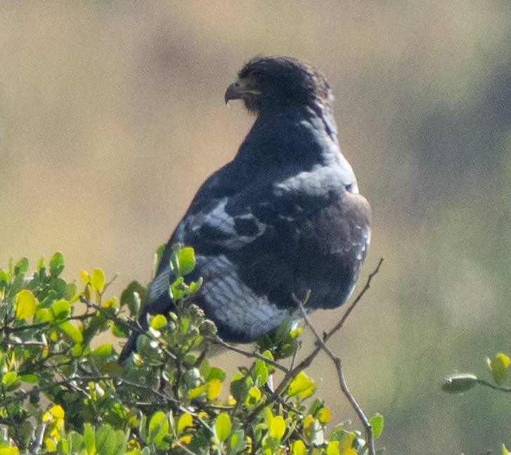 Augur Buzzard - ML644583222
