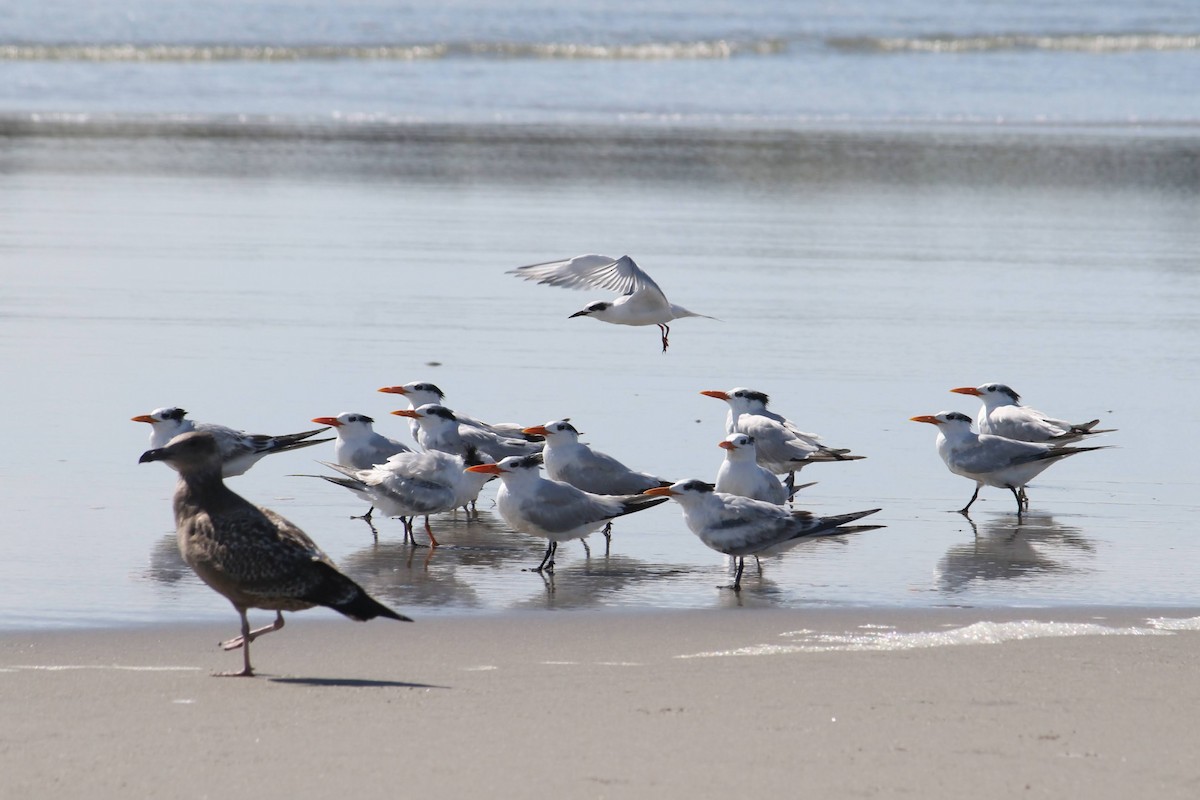 שחפית שחורת-אוזן - ML644583226