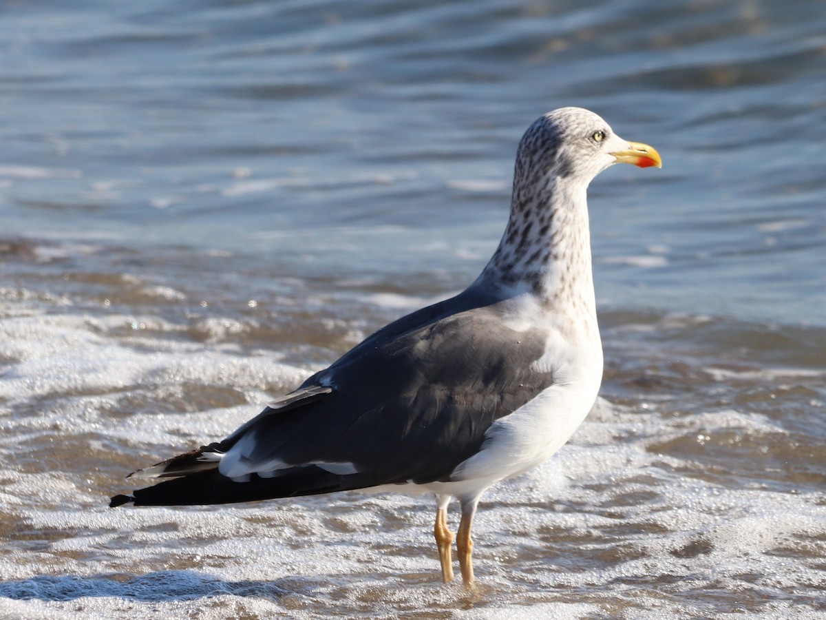 Lesser Black-backed Gull - ML644583229