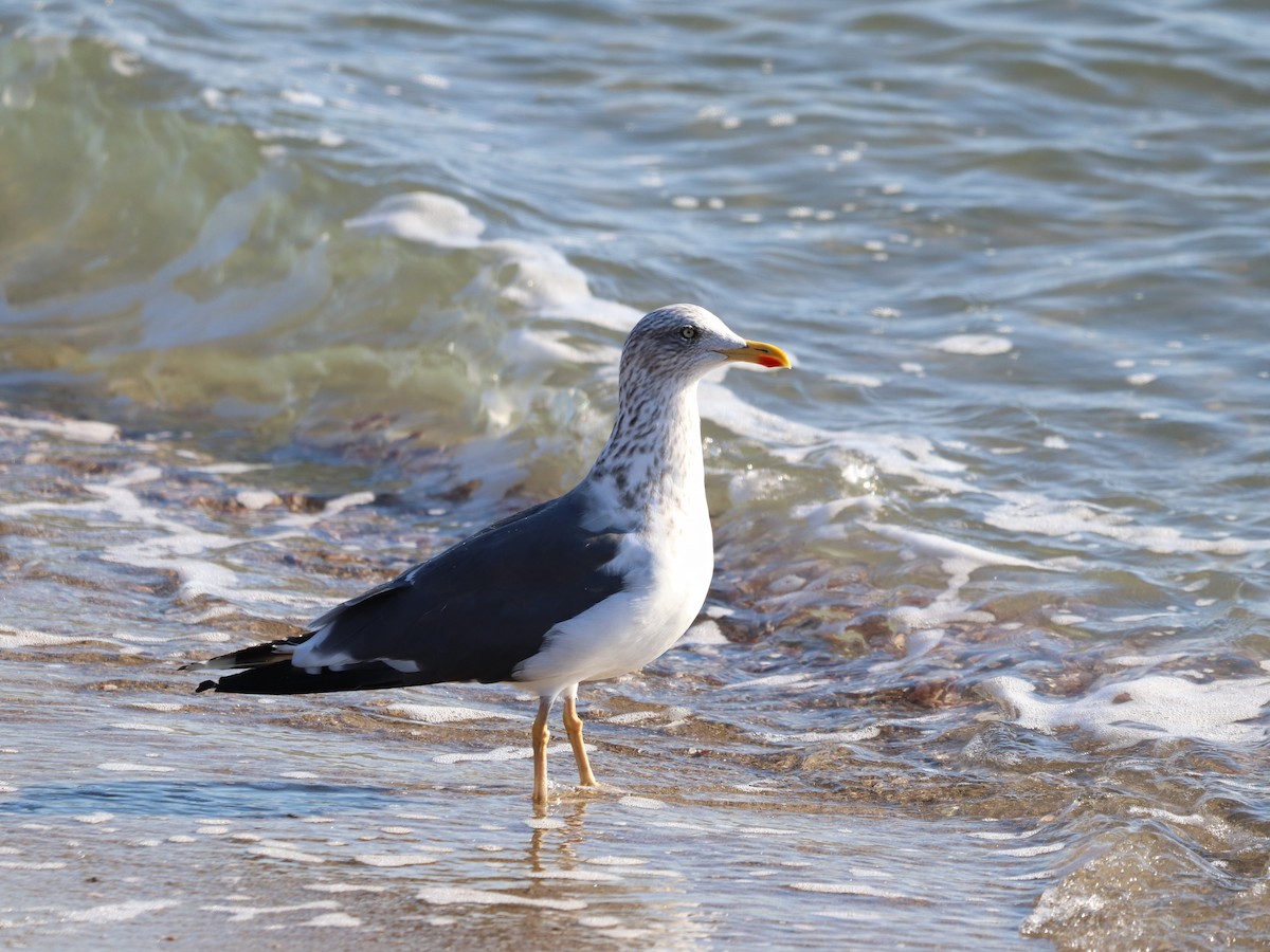 Lesser Black-backed Gull - ML644583230