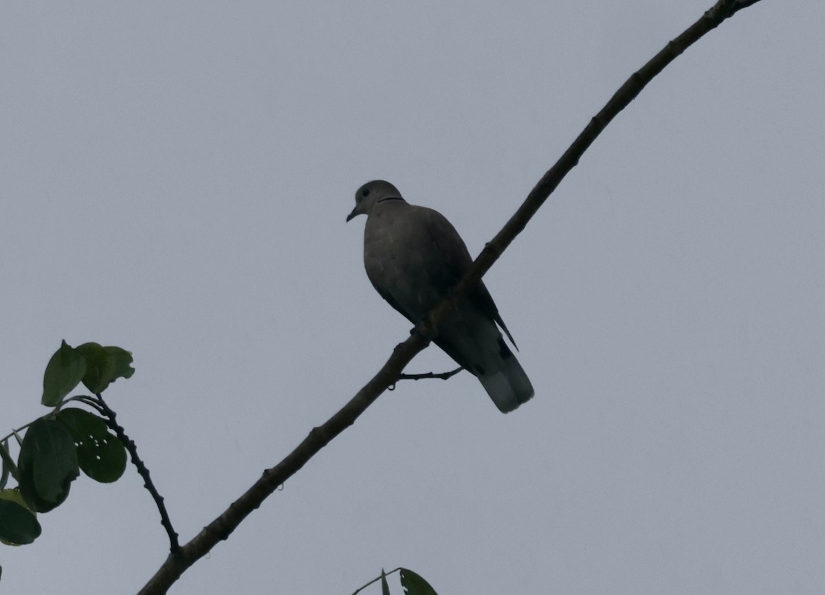 hrdlička jihoasijská - ML644583231