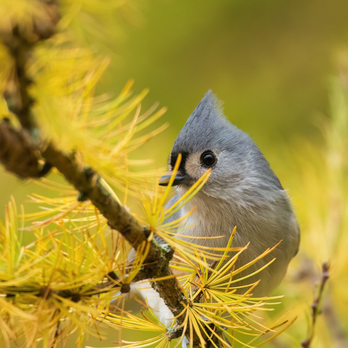 gråduskmeis - ML644583237