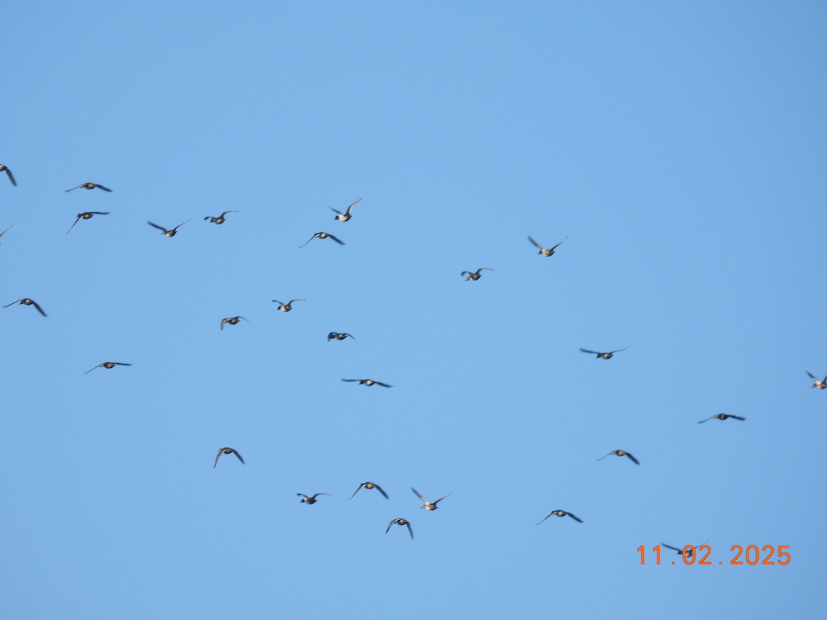 Казарка канадська - ML644583242