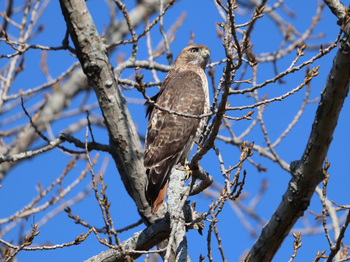 Busardo Colirrojo - ML644583244