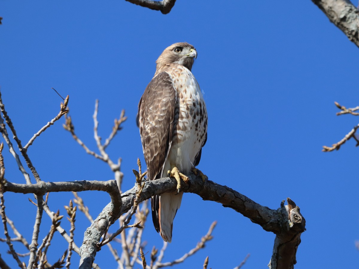 Busardo Colirrojo - ML644583245