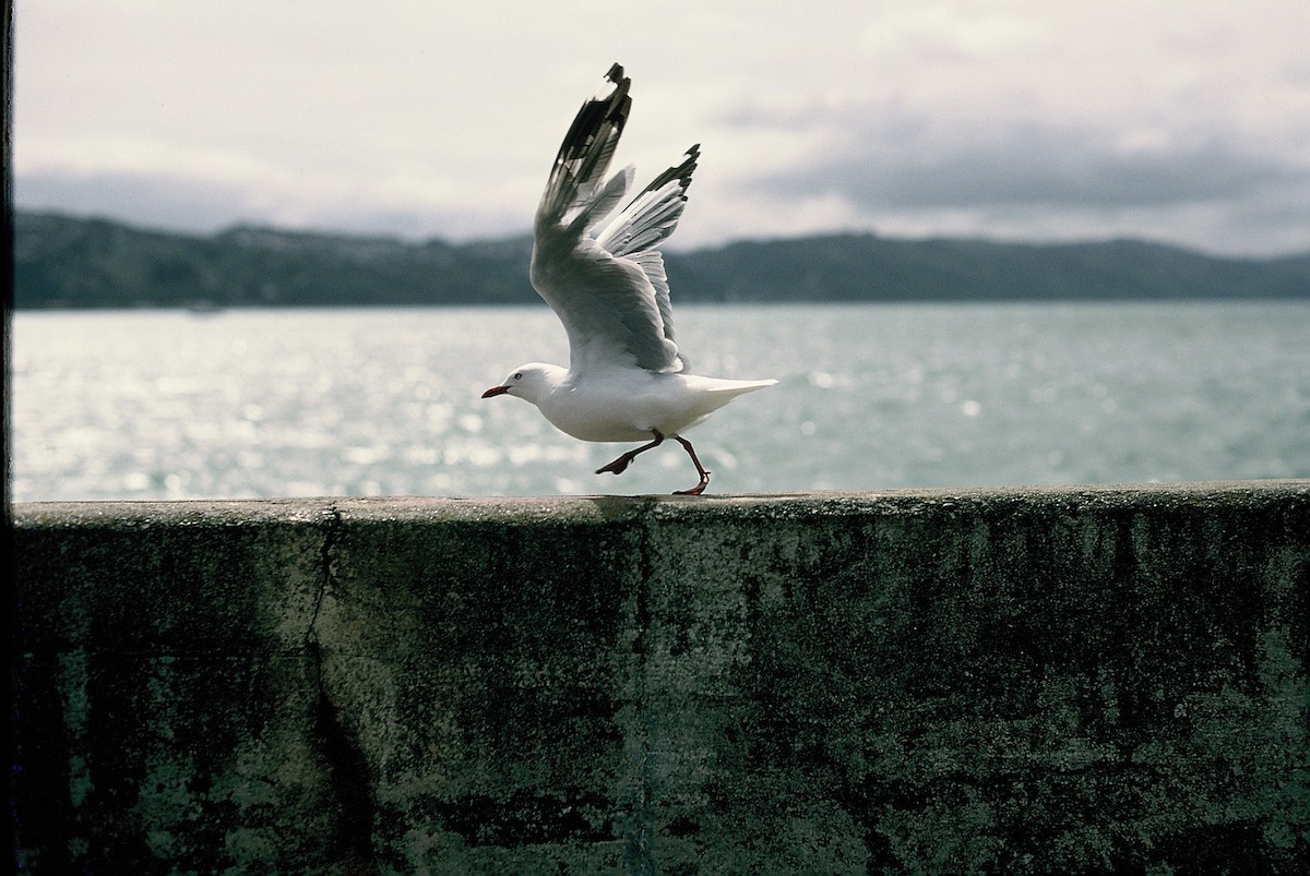 Laughing Kookaburra - ML644583246