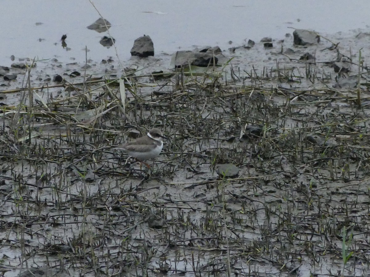 Little Ringed Plover - ML644583248